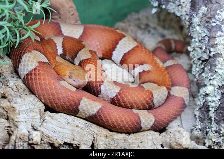 Trans-Pecos-Kupferkopf / Coperhead a fascia larga / pictigaster di Agkistrodon contortrix Foto Stock