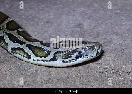 Dunkler Tigerpython / Python birmano / Python molurus bivittatus Foto Stock