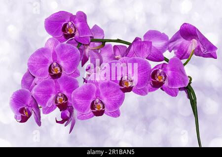 Orchidee viola davanti a una finestra con sfondo bokeh sfocato. Tracciato di ritaglio. Foto Stock