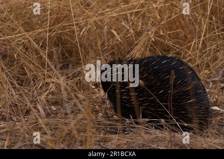 Piccolo ma molto carino echidna fuori nel cespuglio Foto Stock