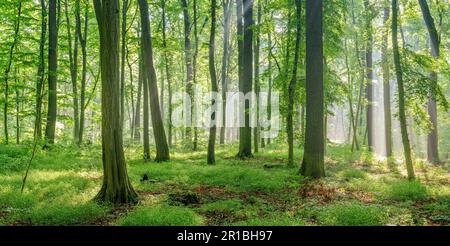 Foresta naturale decidua di querce, cornici e faggi in primavera, verde fresco, sole splendente attraverso la nebbia mattutina, Burgenlandkreis, Sassonia-Anhalt Foto Stock