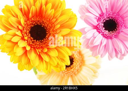 Composizione con tre gerbere isolati su sfondo bianco Foto Stock