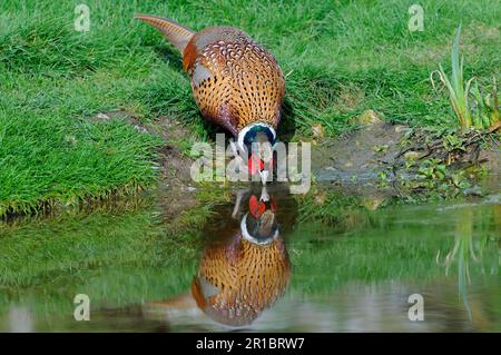 Fagiano comune (Phasianus colchicus), maschio adulto, bevente con riflessione, Oxfordshire, Inghilterra, Regno Unito Foto Stock