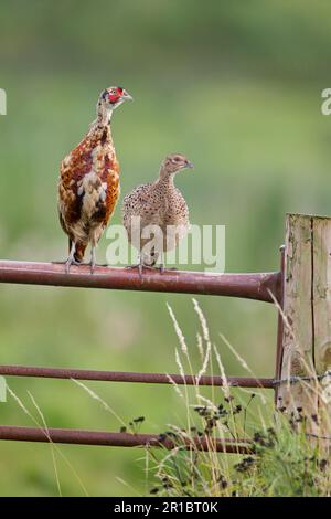 Fagiano comune (Phasianus colchicus) maschio immaturo e femmina adulto, seduto su cantra, Suffolk, Inghilterra, agosto (composito digitale) Foto Stock