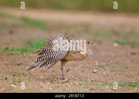 Fagiano comune (Phasianus colchicus) femmina immatura, ali e gambe stretching, Suffolk, Inghilterra, Regno Unito Foto Stock