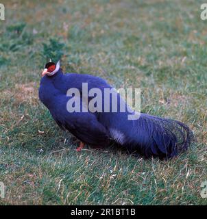 Fagiano delle orecchie blu (Crossoptilon auritum), fagiano delle orecchie blu, uccelli di pollo, animali, uccelli, Quaglie, fagiano dalle orecchie blu Foto Stock