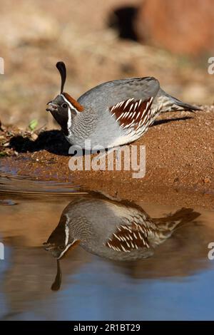 Quaglia del Gambel (Callipla gambelii) adulto maschio, bevente, utricularia ocroleuca (U.) (U.) S. A. Inverno Foto Stock