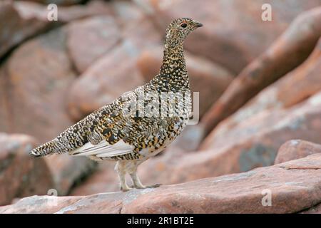 Rock Ptarmigan (Lagopus mutus) femmina adulta, piumaggio invernale bianco, in piedi sulla neve tra le rocce, Cairngorms N. P. Highlands, Scozia, Unito Foto Stock