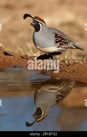 Quaglia del Gambel (Callipla gambelii) adulto maschio, bevente, utricularia ocroleuca (U.) (U.) S. A. Inverno Foto Stock