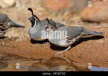 Quaglia del Gambel (Callipla gambelii), coppia adulta, bere, utricularia ochroleuca (U.) (U.) S. A. Inverno Foto Stock