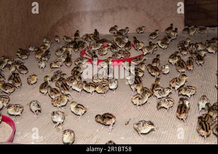 Allevamento di cicerini, pulcini di un giorno del fagiano comune (Phasianus colchicus) nel capannone di allevamento fagiano Inghilterra Foto Stock