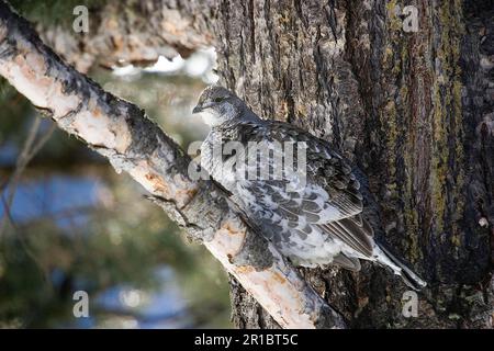 Pernice di roccia, galli di fusky (Dendragapus obscurus), uccelli di pollo, gallo, animali, uccelli, Blue Grouse, femmina, Yellowstone, inverno Foto Stock