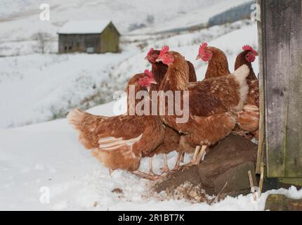 Polli domestici, galline libere, gregge in piedi nella neve fuori della gabbia, Whitewell, Clitheroe, Lancashire, Inghilterra, inverno Foto Stock