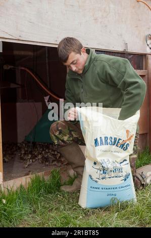 Wildfowling, guardiano del gioco che alimenta i pulcini di un giorno del fagiano comune (Phasianus colchicus) con le briciole iniziali del gioco nel capannone di allevamento del fagiano Foto Stock