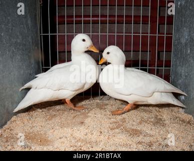 Anatre nane, pureed, animali domestici, bestiame, pollame, anatre, uccelli d'oca, animali, uccelli, anatre domestiche, Anatra domestica, anatra chiamata, due adulti bianchi, poll Foto Stock