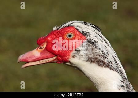 Anatre di Muscovy (Cairina moschata), anatre di Warty, anatre, uccelli dell'oca, animali, Uccelli, anatra domestica, anatra moscovy, maschio adulto, primo piano della testa Foto Stock