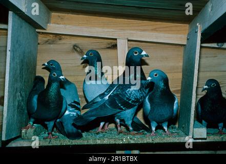 Piccioni, animali domestici, bestiame, pollame, piccioni, Animali, uccelli, piccioni, piccioni domestici da corsa in loft Foto Stock