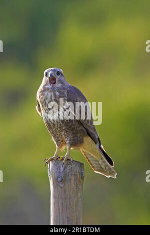 Buzzard comune, pouzzard steppa (Buteo buteo), pouzzard, uccelli rapaci, animali, uccelli, Comune Buzzard adulto, chiamata, appollaiato sul palo di recinzione Foto Stock