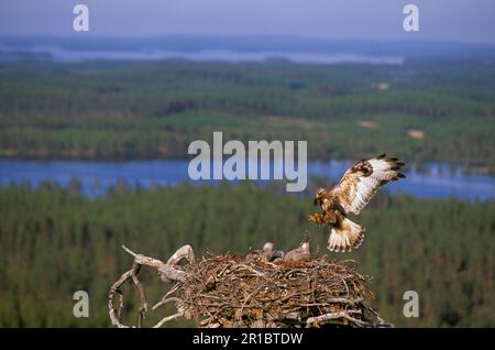 Poiana a zampe ruvide (Buteo lagopus), poiana a zampe ruvide, poiana, rapaci, animali, Uccelli, ruvido-zampe Buzzard Landing on nido, giovane in Foto Stock