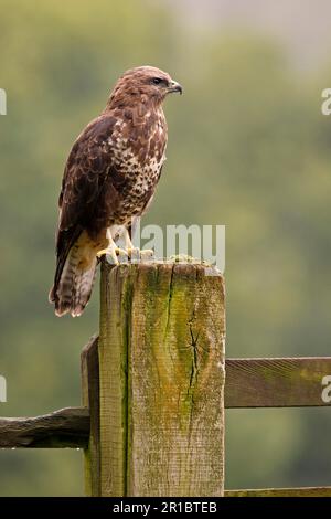 Buzzard comune, pouzzard steppa (Buteo buteo), pouzzard, pouzzard, pouzzard, uccelli rapaci, Animali, uccelli, Buzzard comune adulto, arroccato su recinto Foto Stock