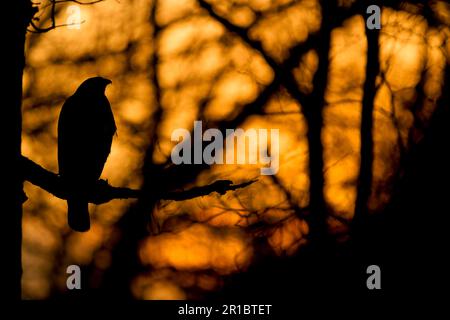 Buzzard comune, pouzzard steppa (Buteo buteo), pouzzard, uccelli rapaci, animali, uccelli, Comune Buzzard adulto, arroccato su ramo in bosco Foto Stock