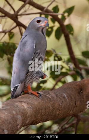 Poiana lucertola (Kaupifalco monogramsicus) adulto, seduto su un ramo, Gambia Foto Stock