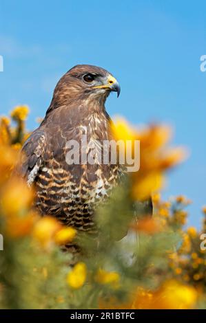 Buzzard comune, pouzzard steppa (Buteo buteo), pouzzard, uccelli rapaci, animali, uccelli, Buzzard comune adulto, arroccato in cespuglio di gola, Powys, Galles Foto Stock