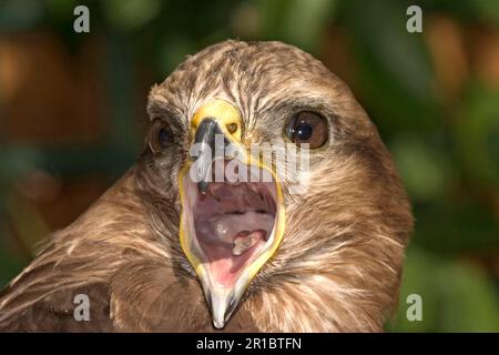 Buzzard comune, pouzzard steppa (Buteo buteo), Buzzard, Uccelli di preda, Animali, Uccelli, Buzzard comune primo piano della testa, chiamata Foto Stock