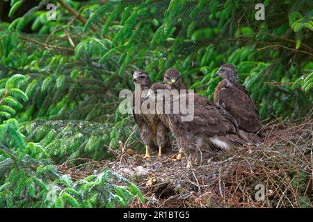 Buzzard comune, pouzzard steppa (Buteo buteo), pouzzard, uccelli rapaci, animali, uccelli, Buzzard comune quattro pulcini, su nido in abete rosso, bordi Foto Stock