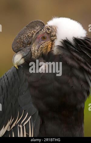 Condor andino (Vultur gryphus) maschio adulto, primo piano della testa, in alto Paramo, Ande, Ecuador Foto Stock