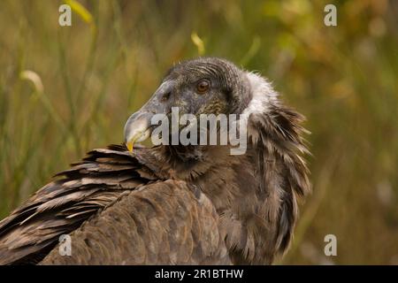 Condor andino (Vultur gryphus) immaturo, primo piano della testa, in alto Paramo, Ande, Ecuador Foto Stock