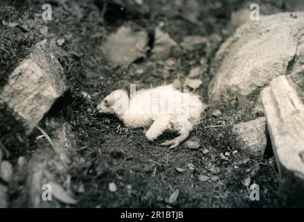 Condor della California, condor della California (Gymnogyps californianus), avvoltoi, uccelli rapaci, animali, uccelli, California Condor pulcino, seduto a nido Foto Stock