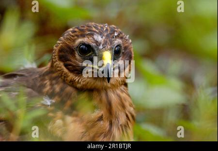 Hen Harrier, Hen Harriers (Circus cyaneus), rapaci, animali, uccelli, Hen Harrier Juvenile, Primo piano, Finlandia Foto Stock