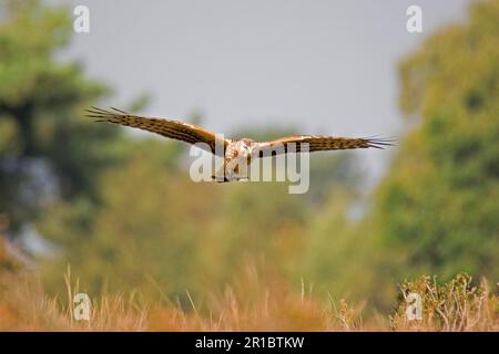 Hen Harrier, Hen Harriers (Circus cyaneus), rapaci, animali, uccelli, Hen Harrier femmina adulta, in volo, Minspere RSPB Reserve, Suffolk Foto Stock