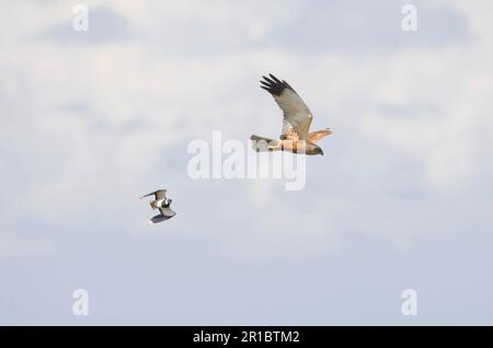 Western Marsh Harrier (Circus aeruginosus) adulto maschio, in volo, mobbed da Northern Lapwing (Vanellus vanellus) adulto, Norfolk, Inghilterra, Unito Foto Stock