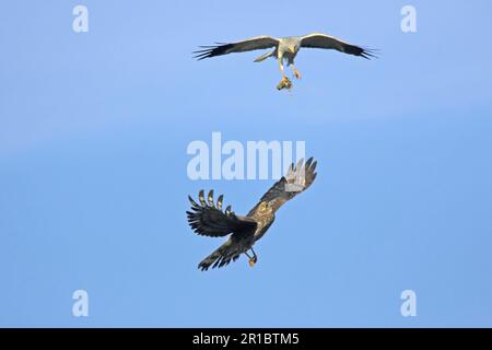 Arrier di gallina (Circus cyaneus), coppia adulta, in volo, Sutherland, Scozia, primavera Foto Stock