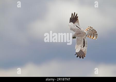Montagu's Harrier (Circus pygargus) maschio adulto, in volo, Spagna Foto Stock
