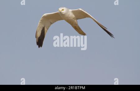 Pallid Harrier (Circus macrourus) adulto maschio, in volo, India Foto Stock