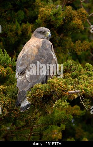 Falco variabile (poliosoma Buteo), poiane rosse, poiane, rapaci, animali, Uccelli, falco rosso adulto, arroccato nel cespuglio, New Island Foto Stock