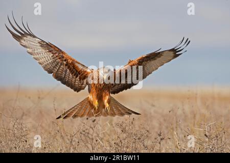 Aquilone rosso (Milvus milvus) adulto, in volo, atterraggio con ali sparse, Spagna settentrionale Foto Stock