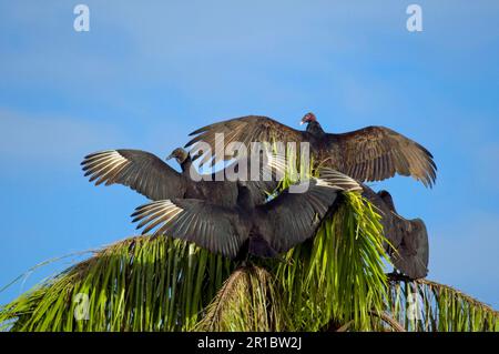 Esemplari adulti di avvoltoio nero americano (Coragyps atratus) e avvoltoio tacchino (Cathartes aura), Sole, Anhinga Trail, Everglades N. P. utricularia Foto Stock