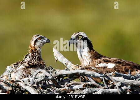 Falco pescatore occidentale (Pandion haliaetus) adulto con pulcini, seduto a nido, Finlandia Foto Stock