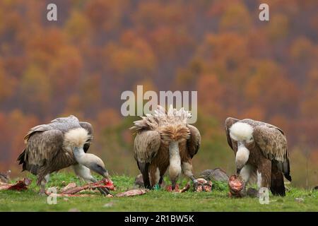 Avvoltoio griffone eurasiatico (Gyps fulvus) tre adulti che si nutrono di carcasse, Monti Rodopi, Bulgaria Foto Stock