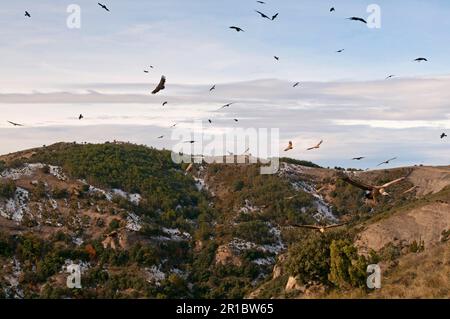 Gregge di avvoltoio griffon (Gyps fulvus), in volo, volare su habitat di montagna, Pirenei, Catalogna, Spagna Foto Stock