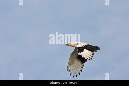 Avvoltoio di noci di palma (Gypohierax angolensis) avvoltoi, rapaci, animali, uccelli, avvoltoio di noci di palma adulto, In volo, Senegal Foto Stock