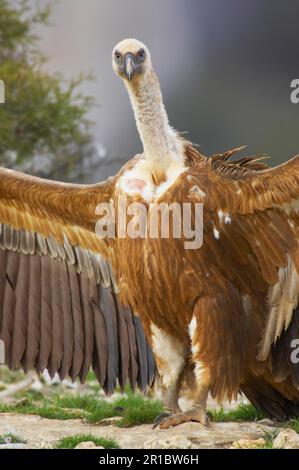 Avvoltoio griffone eurasiatico (Gyps fulvus) adulto, con ali sparse, in piedi sul terreno, Segovia, Castilla y Leon, Spagna Foto Stock
