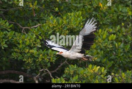 Avvoltoio di noci di palma (Gypohierax angolensis) avvoltoi, rapaci, animali, uccelli, avvoltoio di noci di palma adulto, In volo, Senegal, Africa Foto Stock