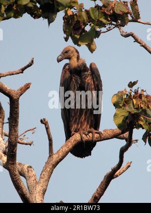 Avvoltoio bianco-rumped (Gyps bengalensis) adulto, seduto su un ramo, Corbett N. P. Uttarakhand, India Foto Stock