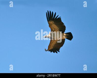 Avvoltoio indiano (Gyps indicus), avvoltoio indiano, avvoltoio indiano, avvoltoi, Uccelli di preda, Animali, Uccelli, avvoltoio a fatturazione lunga in volo, India settentrionale Foto Stock