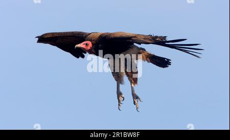 Avvoltoio con cappuccio (Necrosyrtes monachus) adulto, in volo, Kruger N. P. Sudafrica Foto Stock